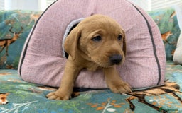 Labrador Retriever dogs for sale: KC Registered Labrador Puppies - Call  **  - Image 20