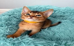 Abyssinian cats for sale: TICA reg Abyssinian sweet kittens rare colours  - Image 2