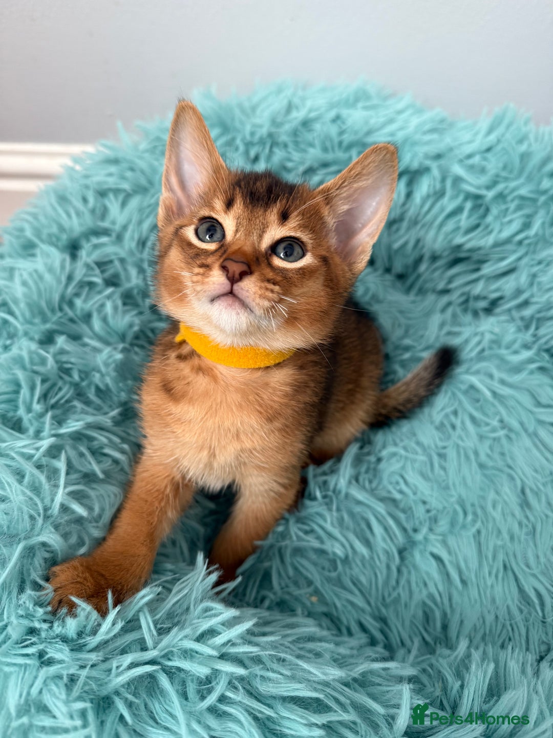 Abyssinian cats for sale: TICA reg Abyssinian sweet kittens rare colours  - Image 2