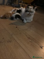 Exotic cats - Advert 3