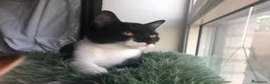 Whiskas