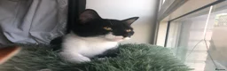 Domestic Shorthair cats for sale: Adorable Tuxedo domestic shorthairs - Advert 2