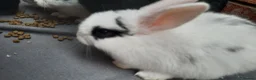 Mixed Breed rabbits for sale: Rabbits/Bunnies for adoption  in London - Advert 9