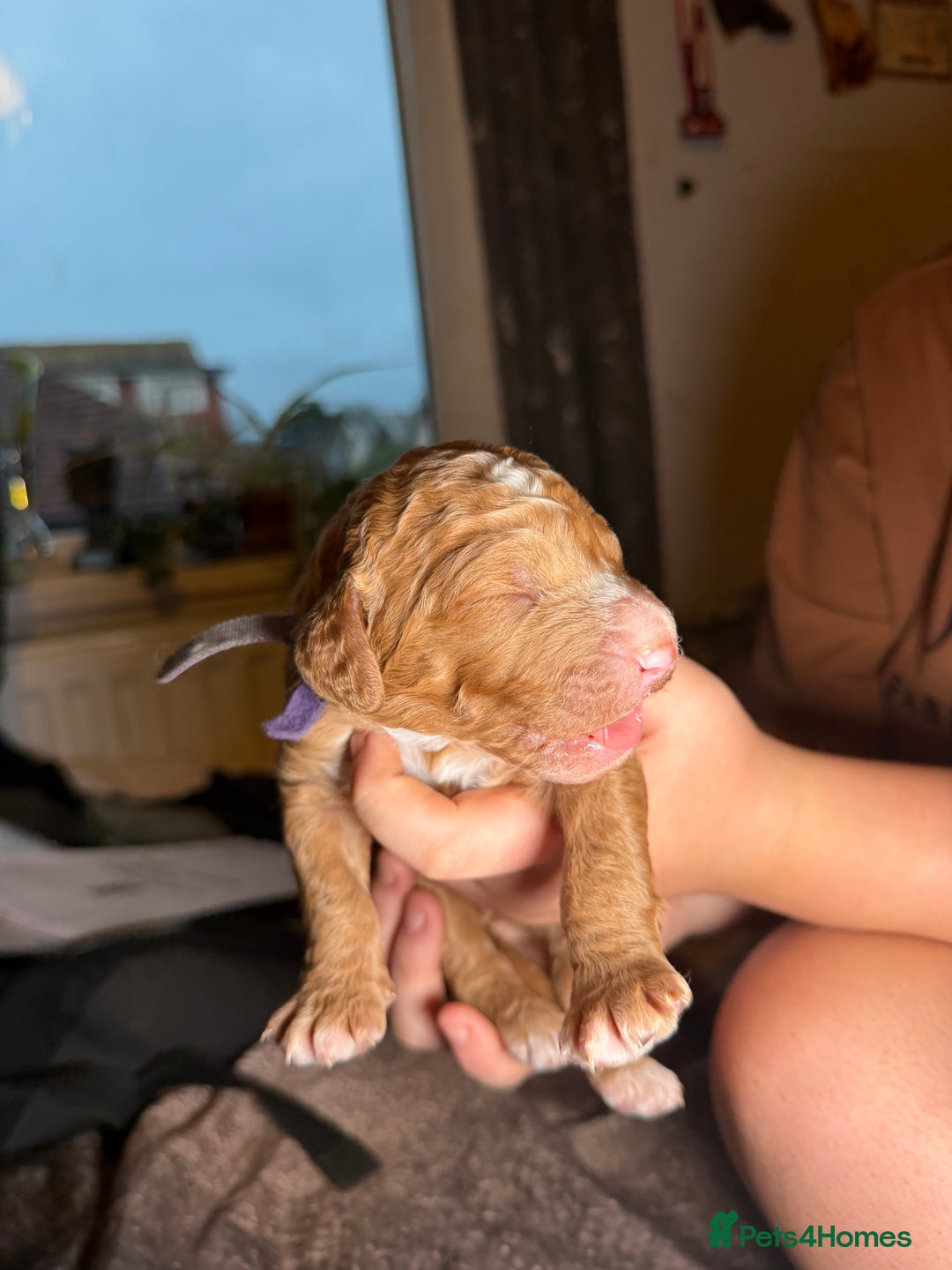 Goldendoodle dogs for sale: Beautiful Rainbow Litter of Goldendoodles - Advert 18