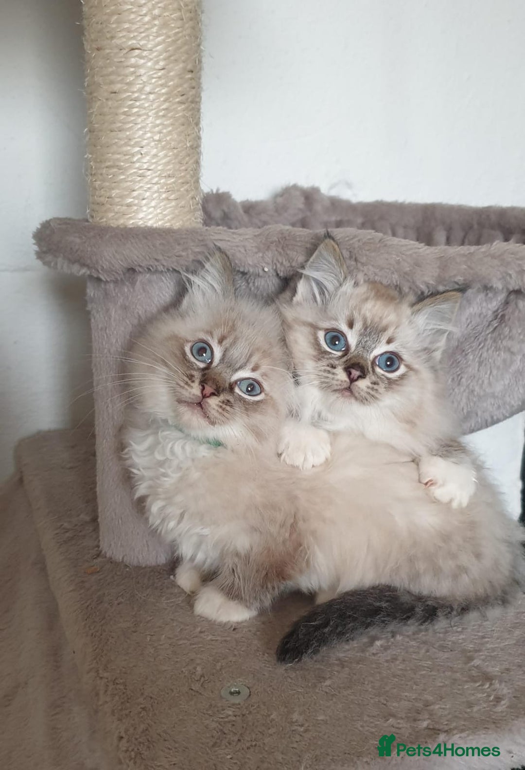 Ragdoll cats for sale: Stunning GCCF Registered Ragdoll Kittens. - Advert 6