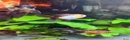 Fancy Goldfish fish for sale: Fluval Roma 240 complete fancy goldfish aquarium  - Advert 7