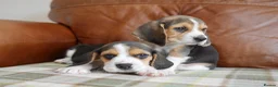 Beagle dogs for sale: Quality Health Tested Beagle Puppies - Advert 14