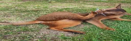 Abyssinian cats for sale: Very loyal and affectionate Abyssinian boy - Advert 4