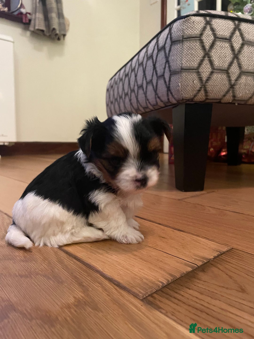 Biewer Terrier dogs for sale: Biewer Terrier Puppies - Advert 27