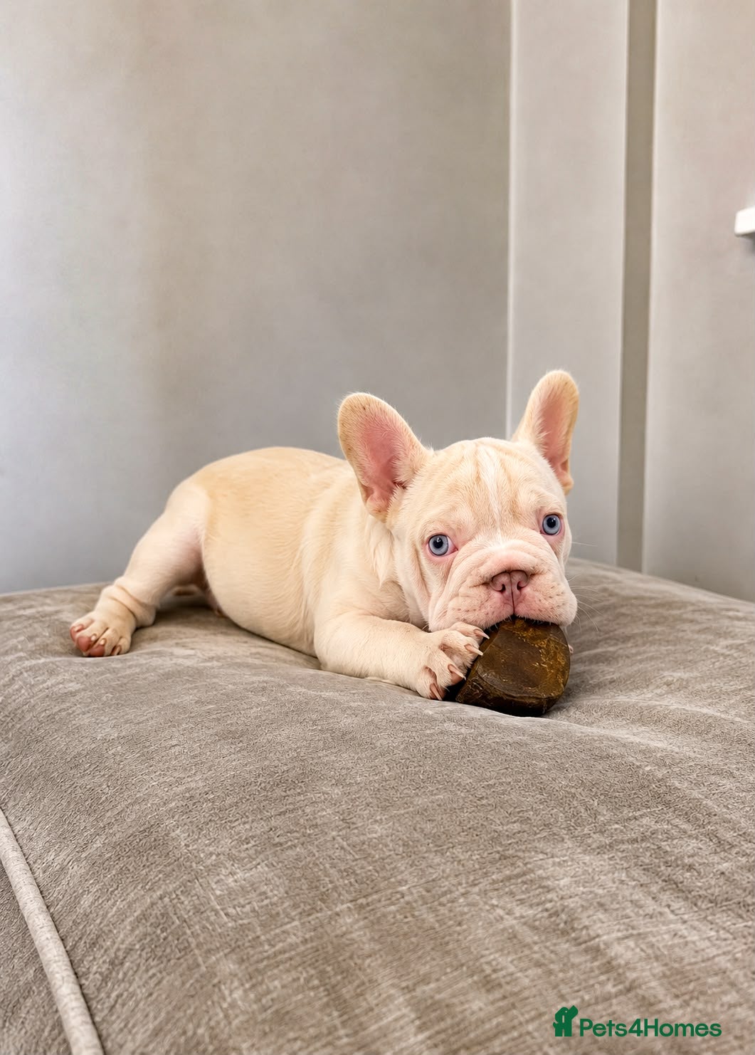French Bulldog dogs 🌟 Last Beautiful French Bulldog Puppy Available  - Advert 3