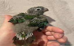Conures birds for sale: Conure crimson Bellied  - Image 5