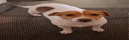 Jack Russell dogs for sale: Loving home wanted for Dolly  - Advert 2