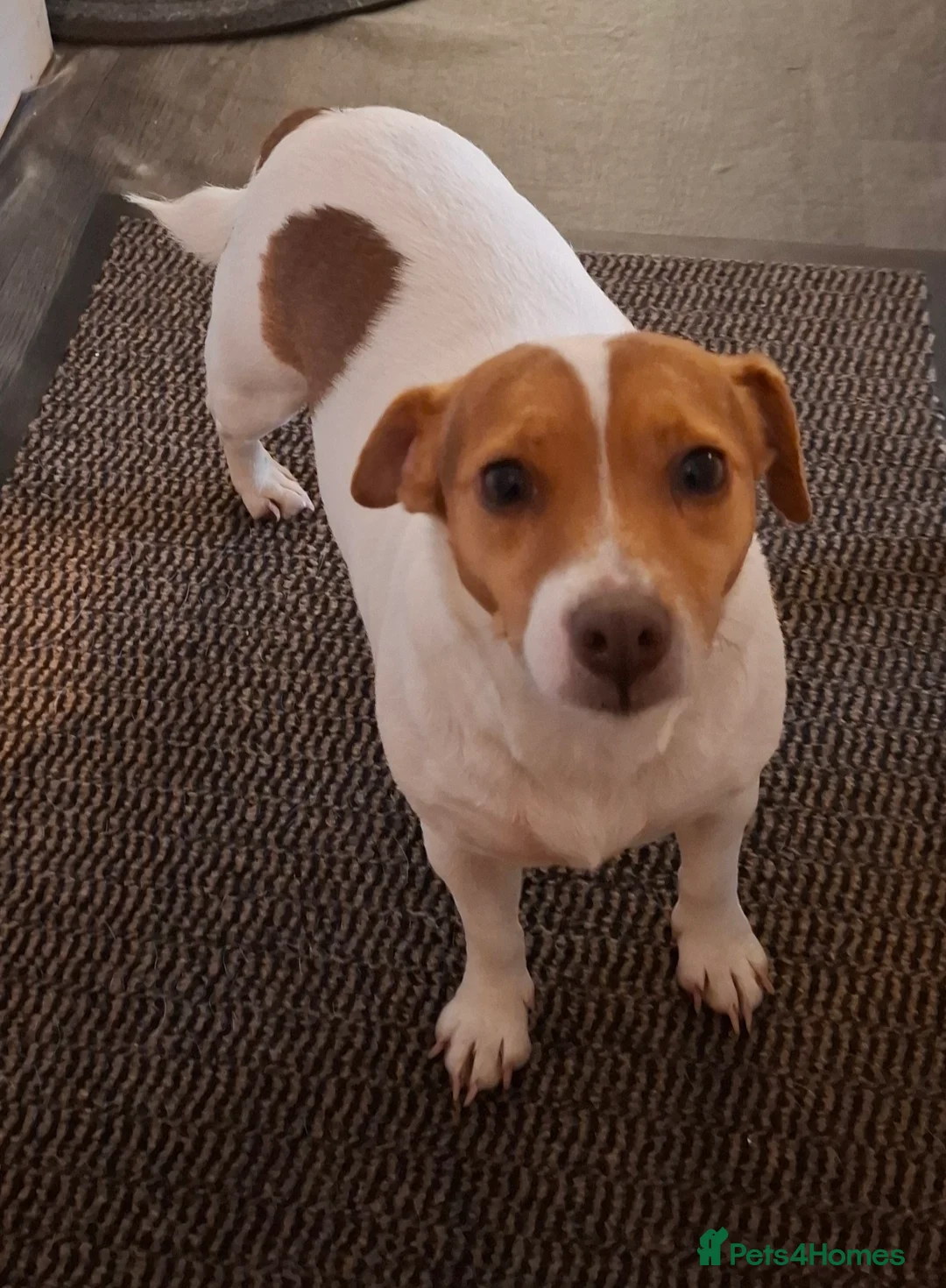 Jack Russell dogs for sale: Loving home wanted for Dolly  - Advert 2