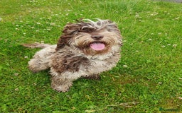 Cockapoo dogs for sale: Brown merle cockapoo girl 1 year 7 months old - Image 5