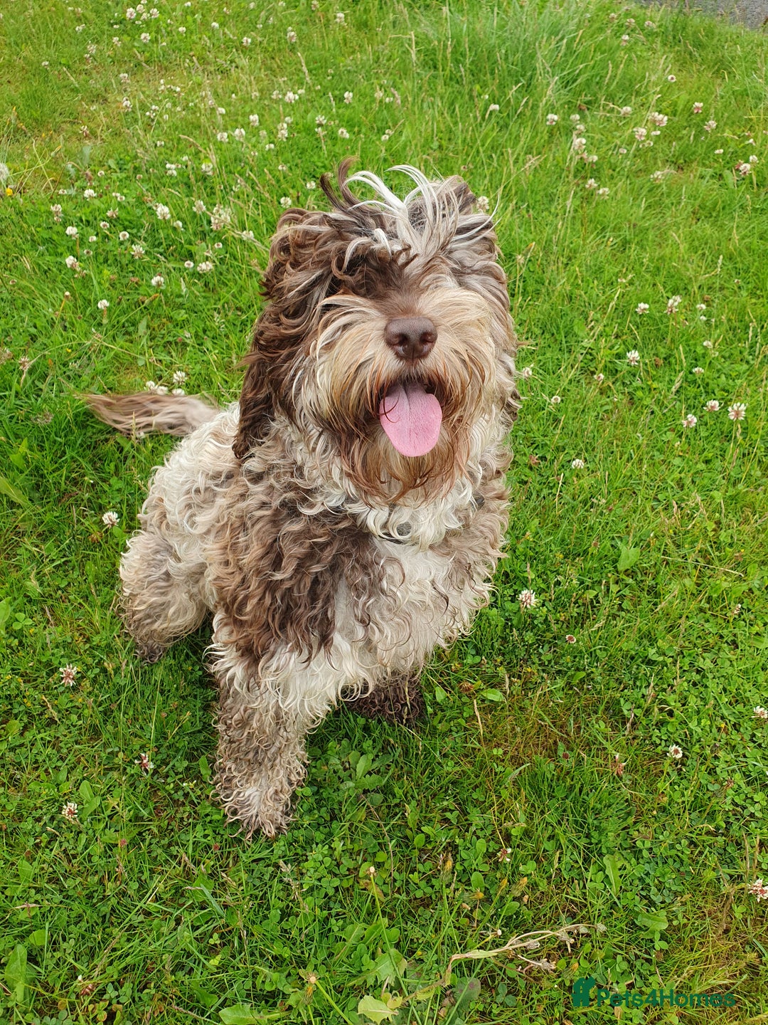 Cockapoo dogs for sale: Brown merle cockapoo girl 1 year 7 months old - Image 5