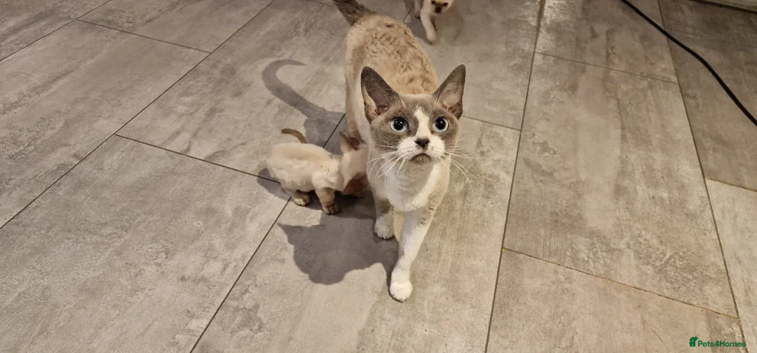 Devon Rex cats for sale: 💖 Pedigree Devon Rex Kitten 💖 - Advert 2