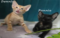 Siamese cats for sale: *1 left*Beautiful GCCF registered Siamese kittens  - Image 22