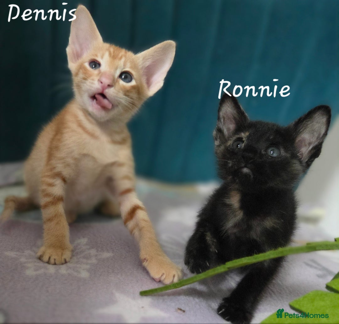 Siamese cats for sale: *1 left*Beautiful GCCF registered Siamese kittens  - Image 22