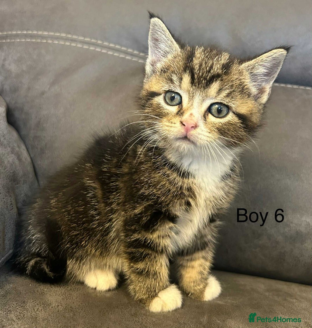 British Shorthair cats for sale: Stunning kittens available  - Image 19