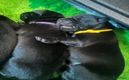 Labrador Retriever dogs for sale: Stunning KC Registered FoxRed/Black Labrador Pups  - Image 17