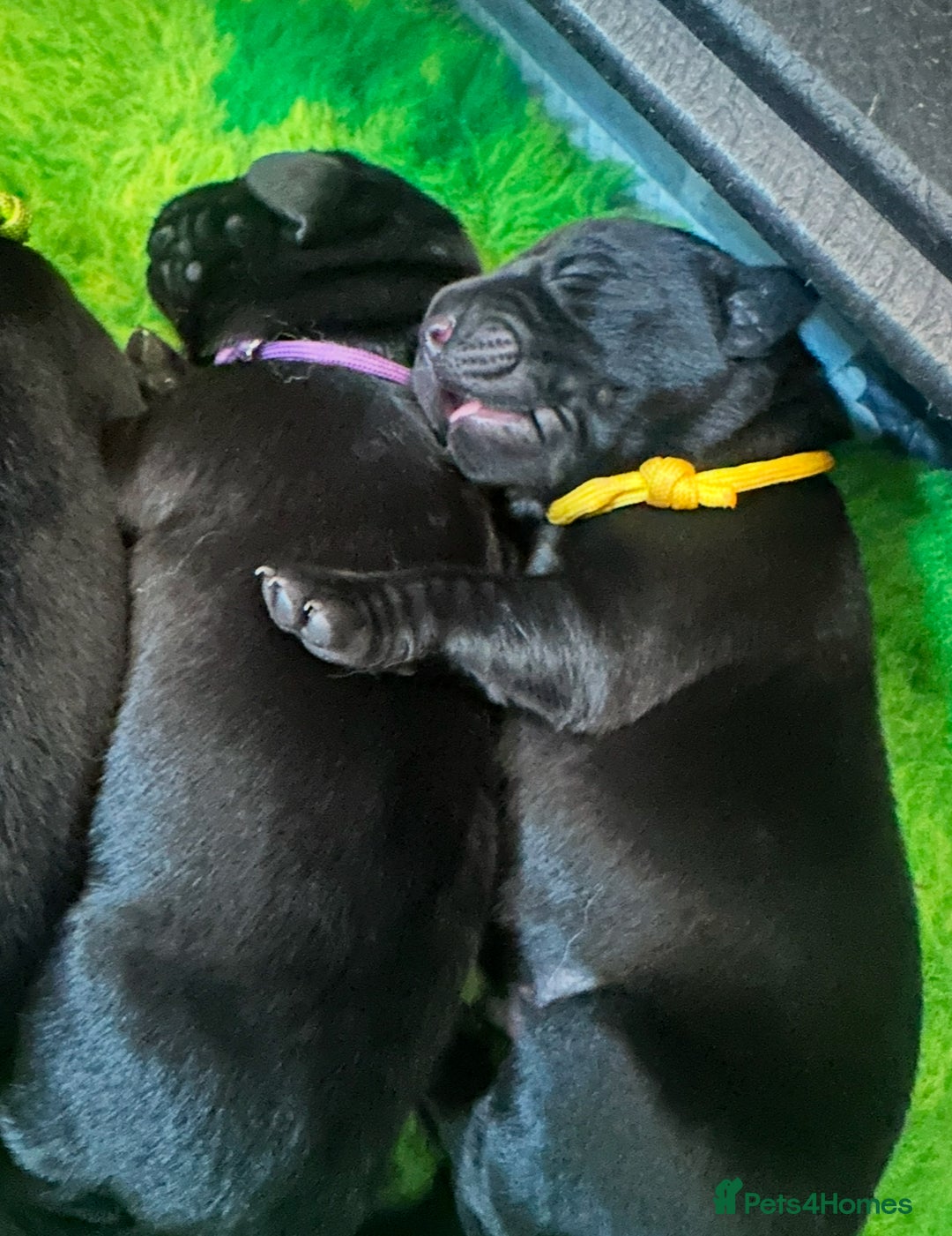 Labrador Retriever dogs for sale: Stunning KC Registered FoxRed/Black Labrador Pups  - Image 17
