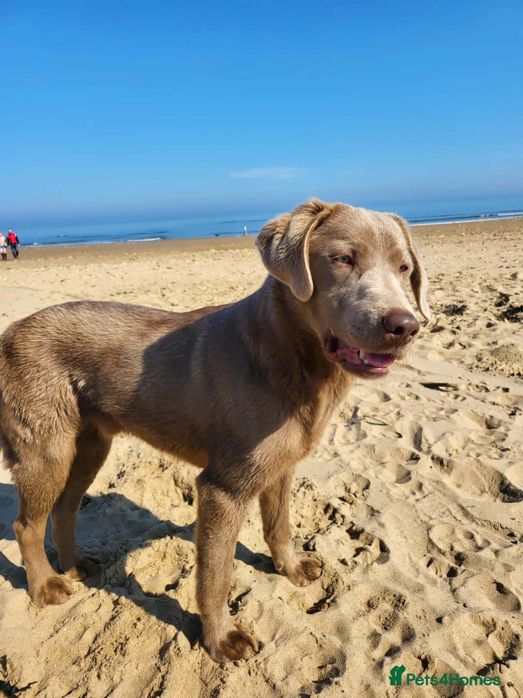 Labrador Retriever dogs for stud: Handsome silver labrador for stud  in Sunderland - Advert 7