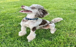 Cockapoo dogs for sale: Beautiful Black Girl Unexpectedly Available. - Image 4