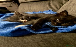 Ragdoll cats for sale: Beautiful ragdoll x domestic shorthair kittens - Image 1