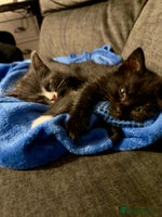 Ragdoll cats - Advert 12