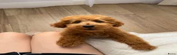 Cockapoo dogs for sale: Cockapoo puppy in Slough - Advert 3