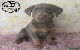 Labrador Retriever dogs for sale:  Stunning Silver Labradors Available  - Image 9