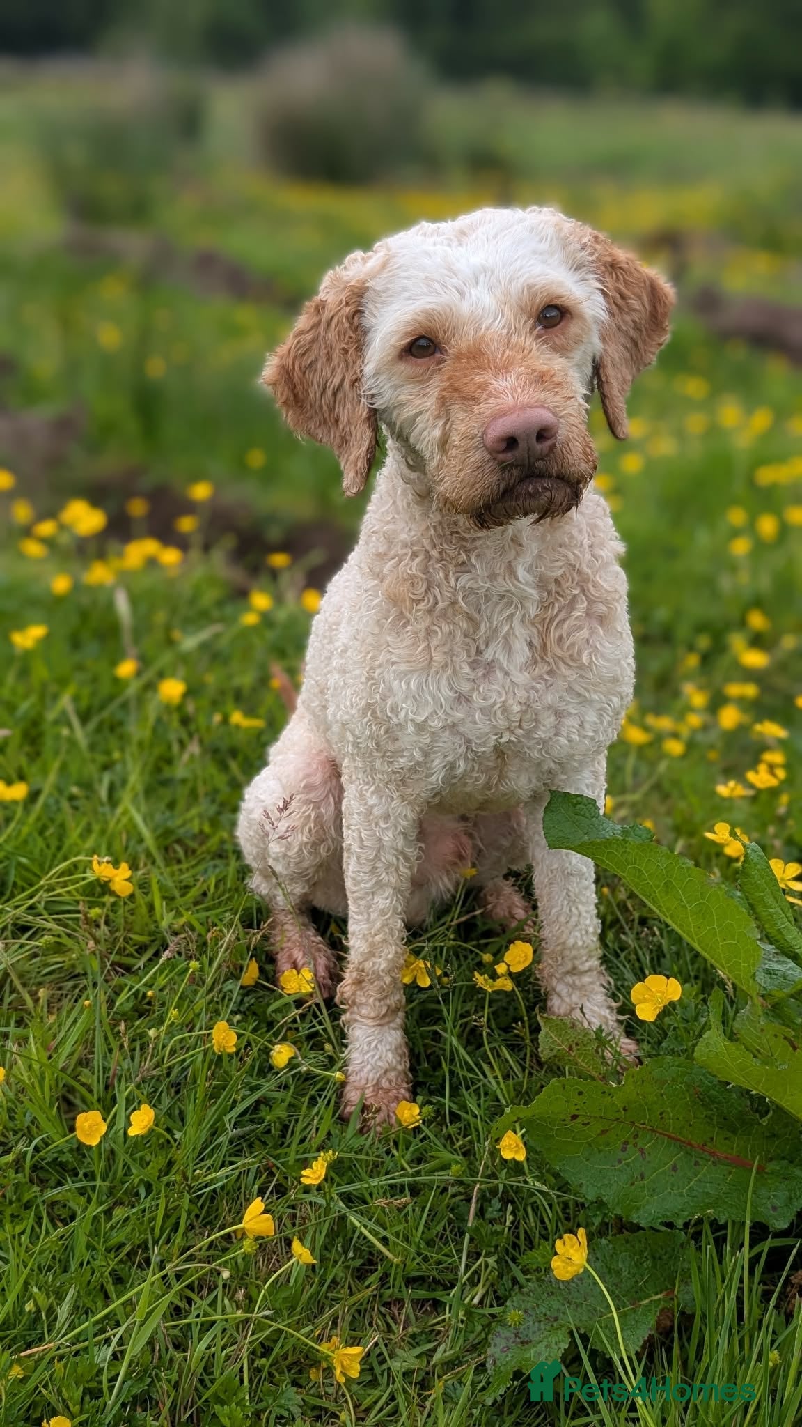 Lagotto Romagnolo dogs 4 beautiful Lagotto boys - Advert 2