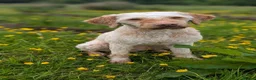 Lagotto Romagnolo dogs for sale: 5 beautiful Lagotto boys - Advert 3