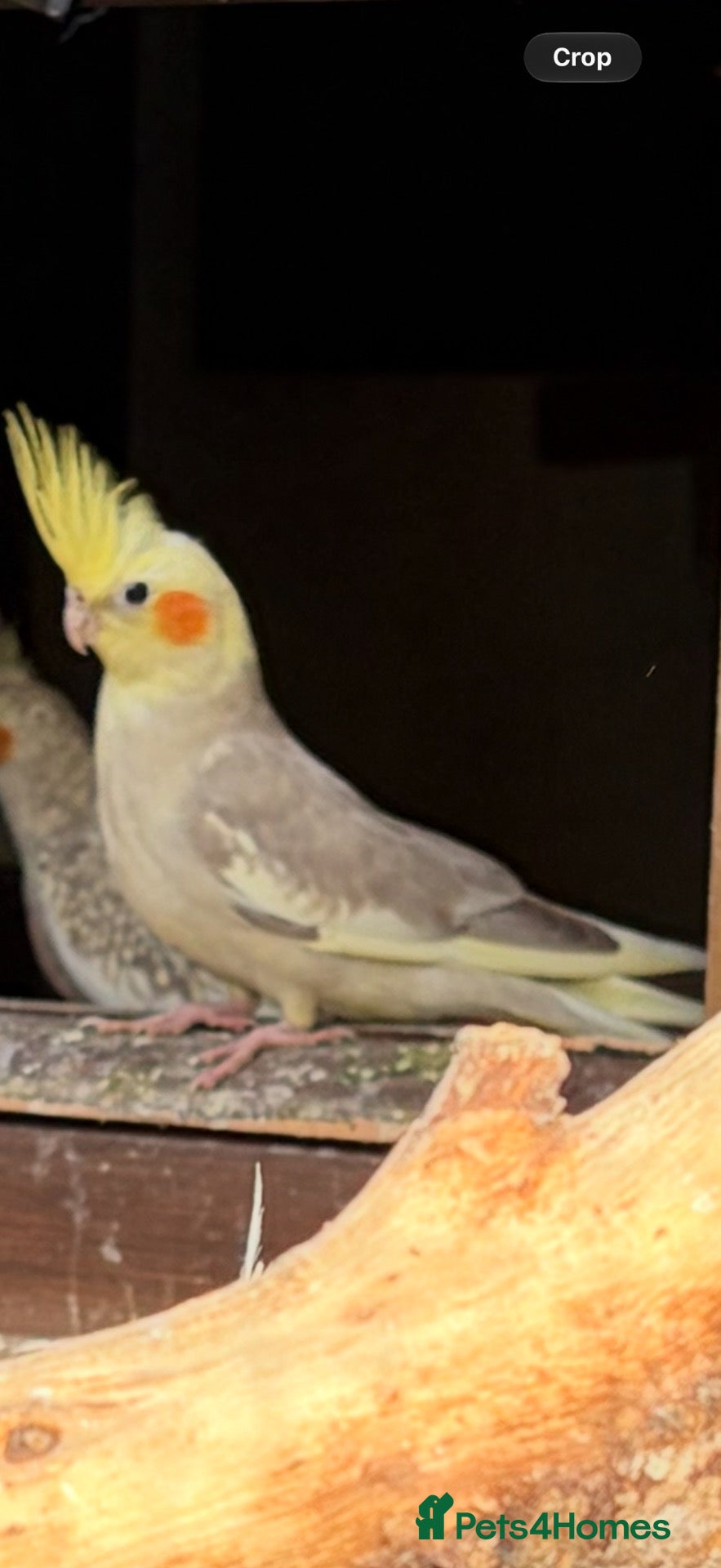 Cockatiels birds for sale: Young Cockatiels - Advert 2