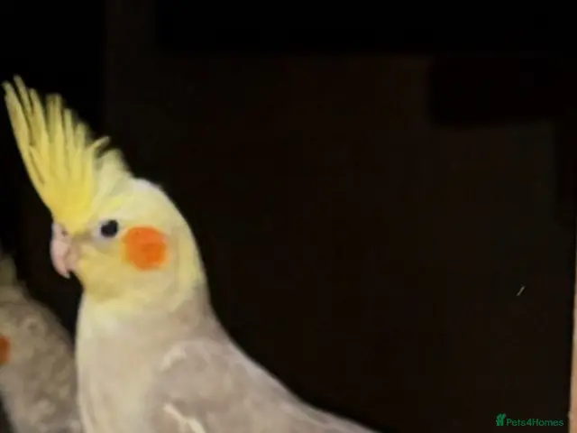 Cockatiels birds for sale: Young Cockatiels - Advert 2