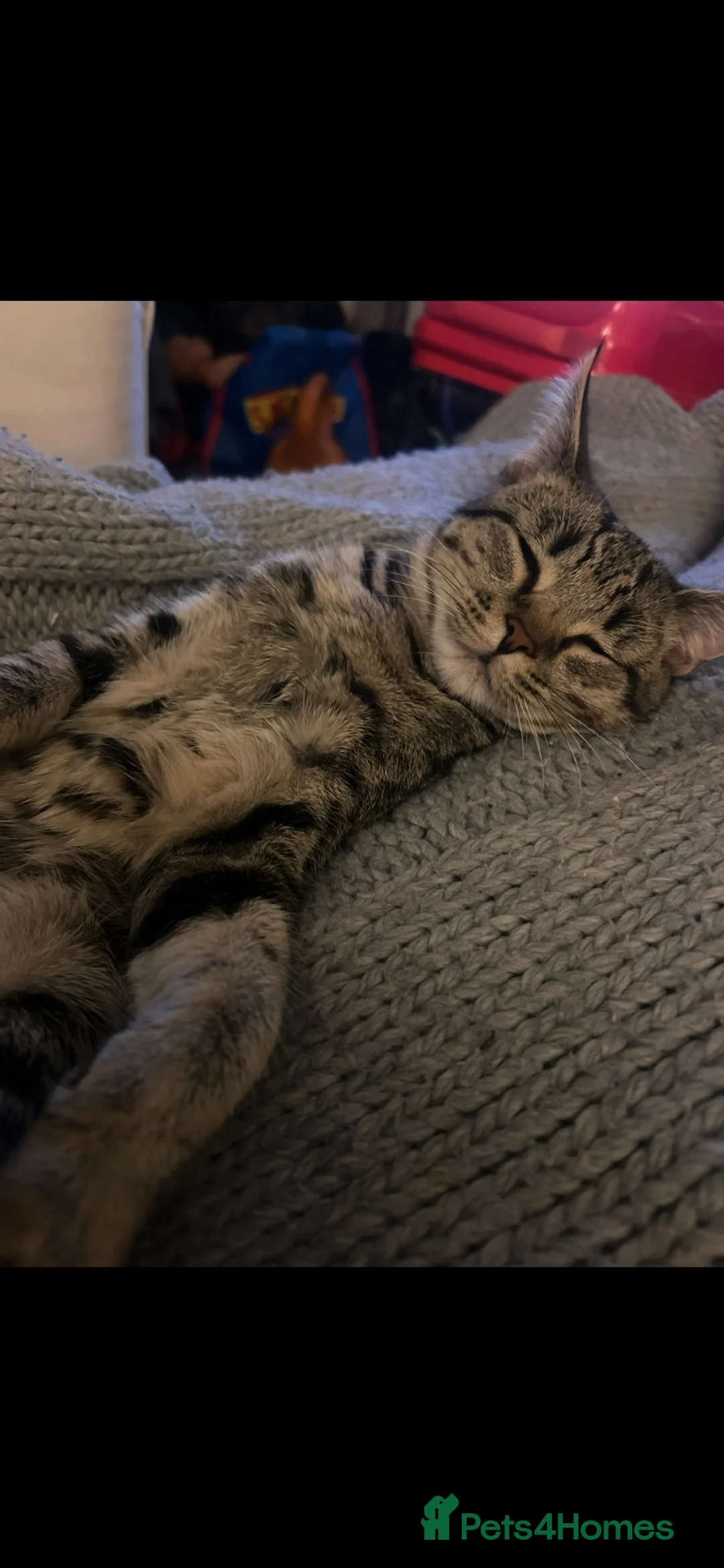 Domestic Shorthair cats for sale: Donut Tabby  - Advert 2