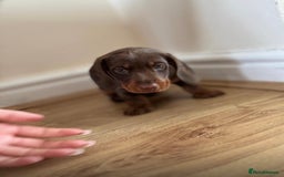 Miniature Dachshund dogs for sale:  Chocolate and tan miniature Dachshund  - Image 3