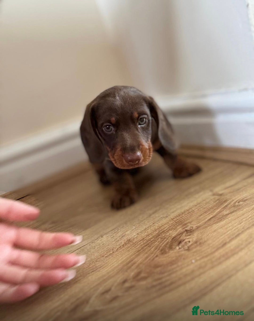 Miniature Dachshund dogs for sale:  Chocolate and tan miniature Dachshund  - Image 3