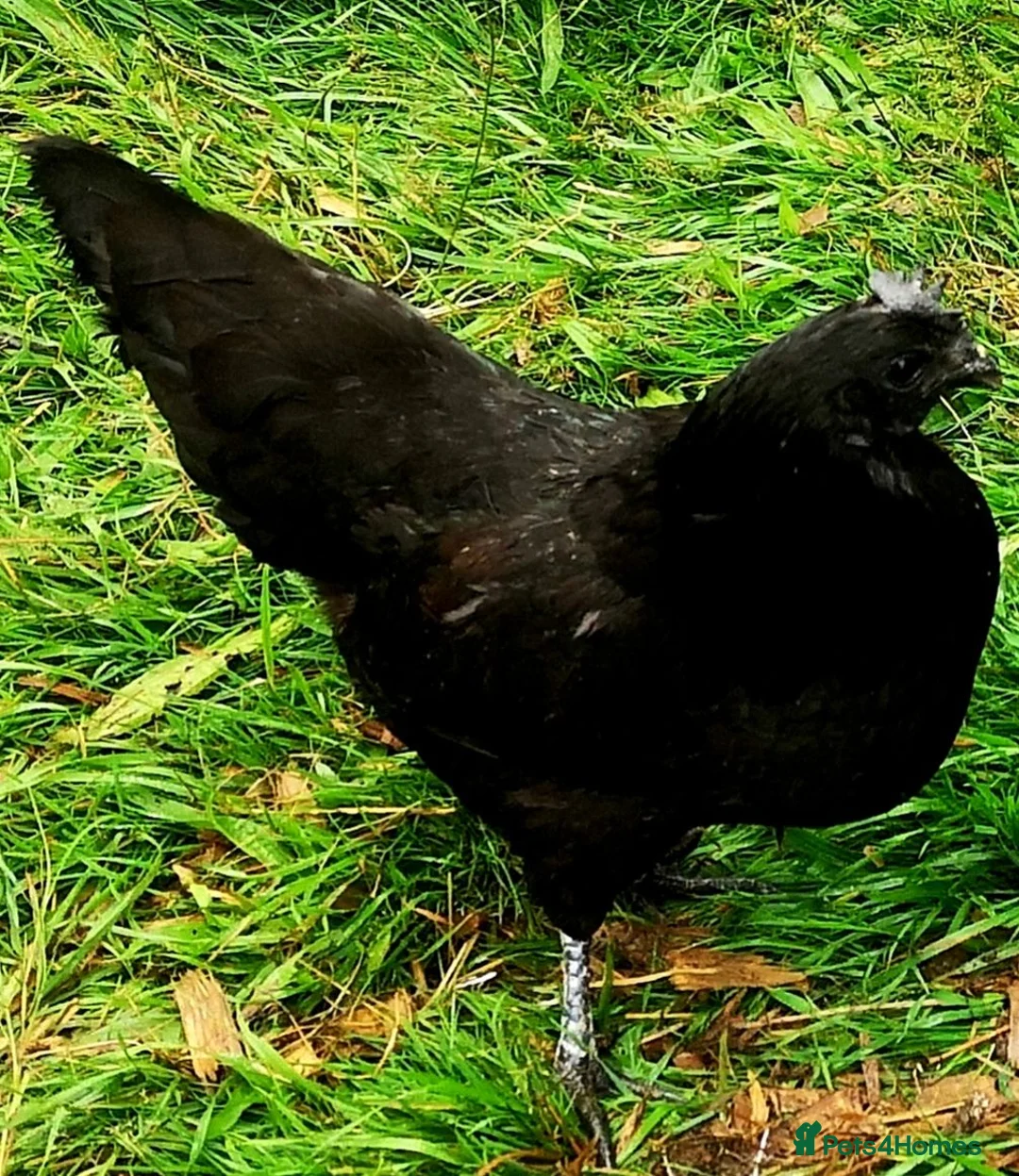 Chickens poultry for sale: POL Chickens stunning Purebreeds for sale in Callington - Advert 2