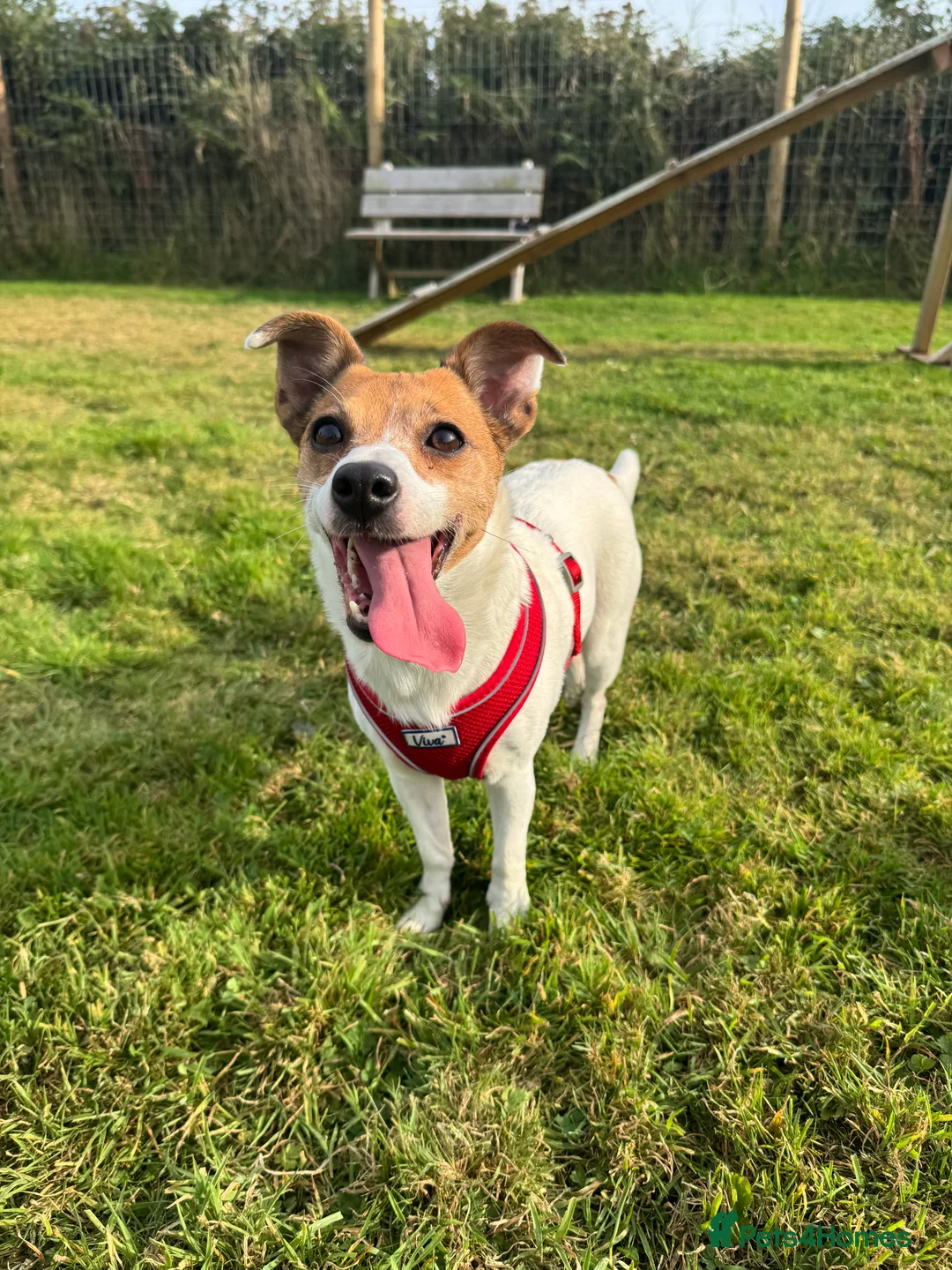 Jack Russell dogs for sale: Jack Russell Terrier  - Advert 1