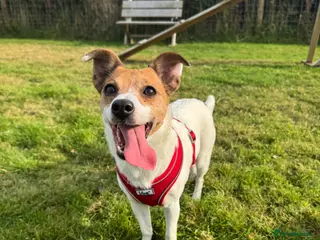 Jack Russell dogs Jack Russell Terrier - Advert 2