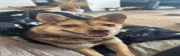 Mixed Breed dogs for adoption: Tiny Ruby Needs a Dog Bestie ❤️ - Advert 13