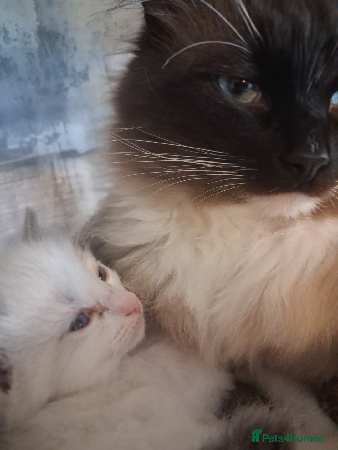 Ragdoll cats for stud: Ragdoll stud Chico  - Advert 3