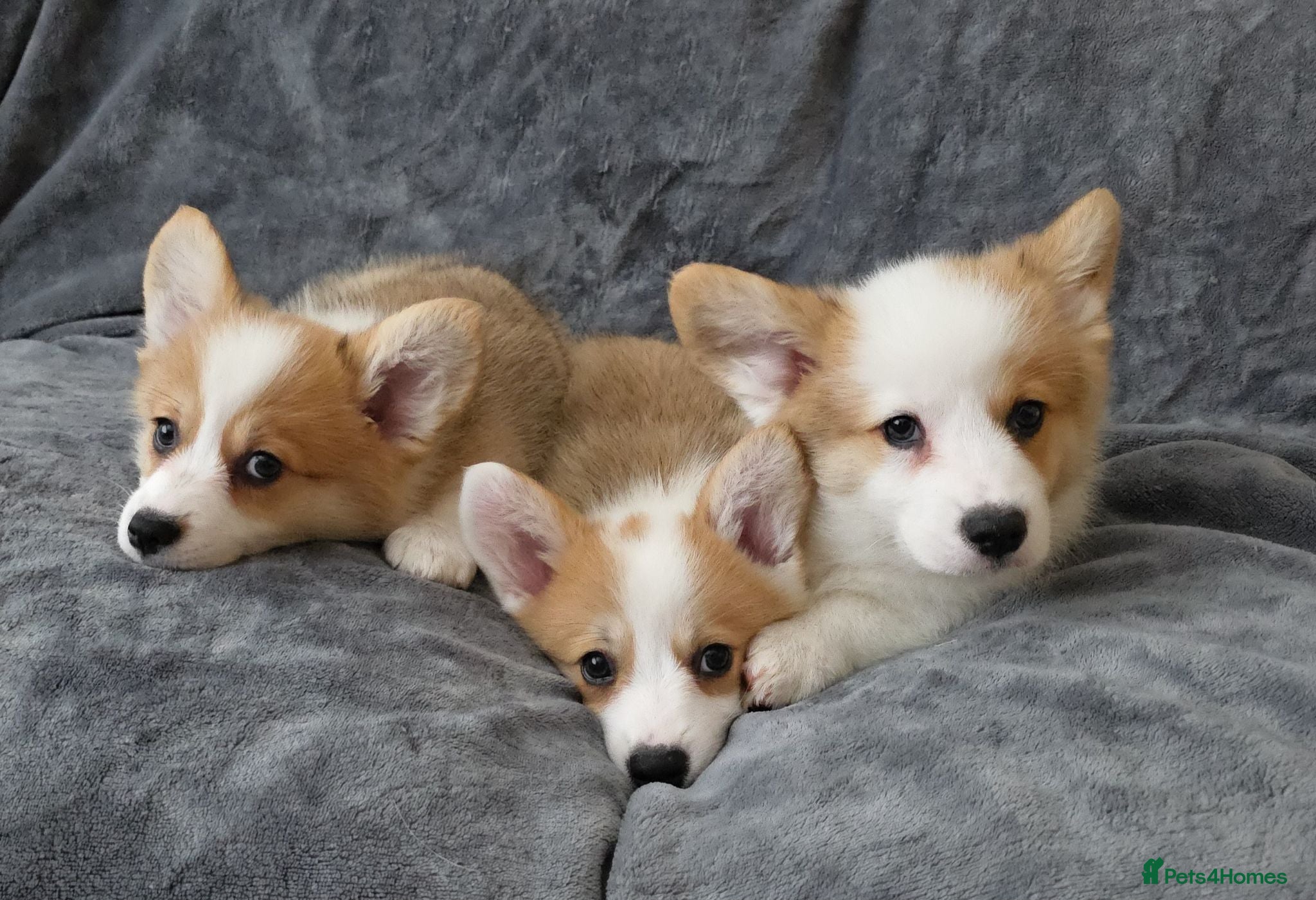 Welsh Corgi Pembroke dogs Corgi Puppies for Loving Homes – 1 Male, 1 Females - Advert 9
