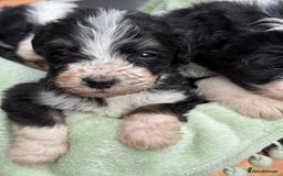 Bernedoodle dogs for sale: Bernadoodle 4 male home bred puppies  - Image 34