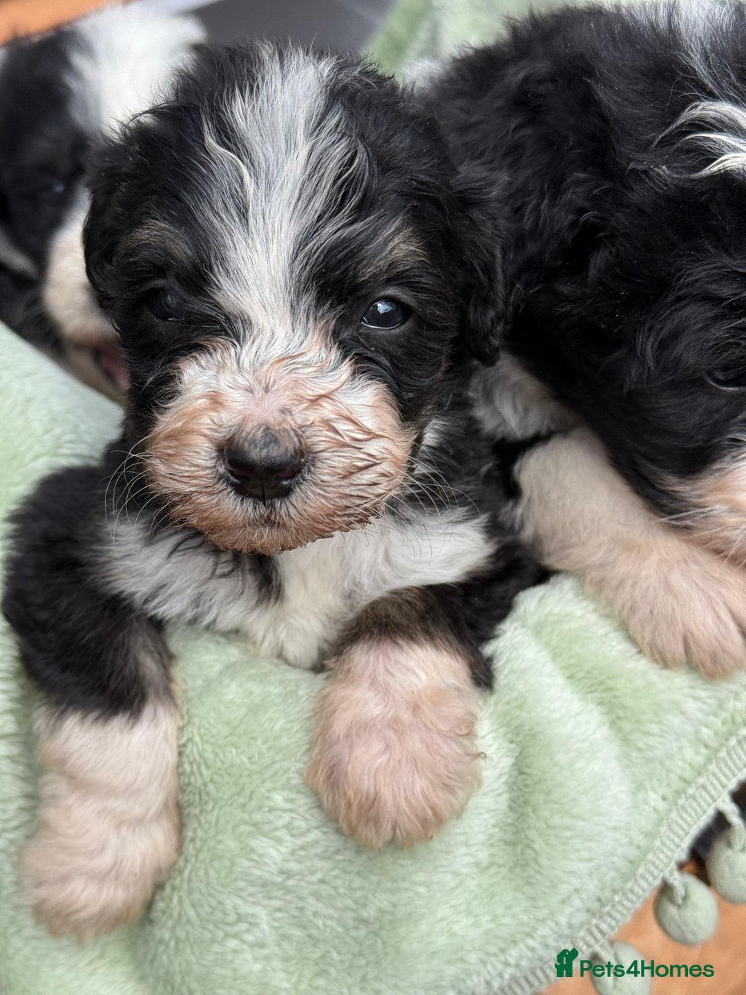 Bernedoodle dogs for sale: Bernadoodle 4 male home bred puppies  - Image 34