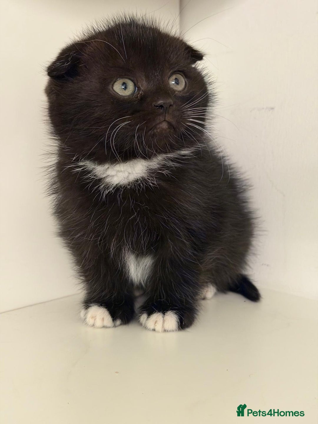 Scottish Fold cats for sale: Beautiful kittens for sell  - Advert 4