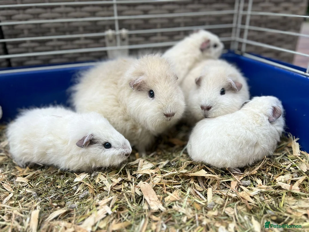 Guinea Pig rodents for sale: Teddy Guinea Pig 7x boys - each only £10 - Advert 4