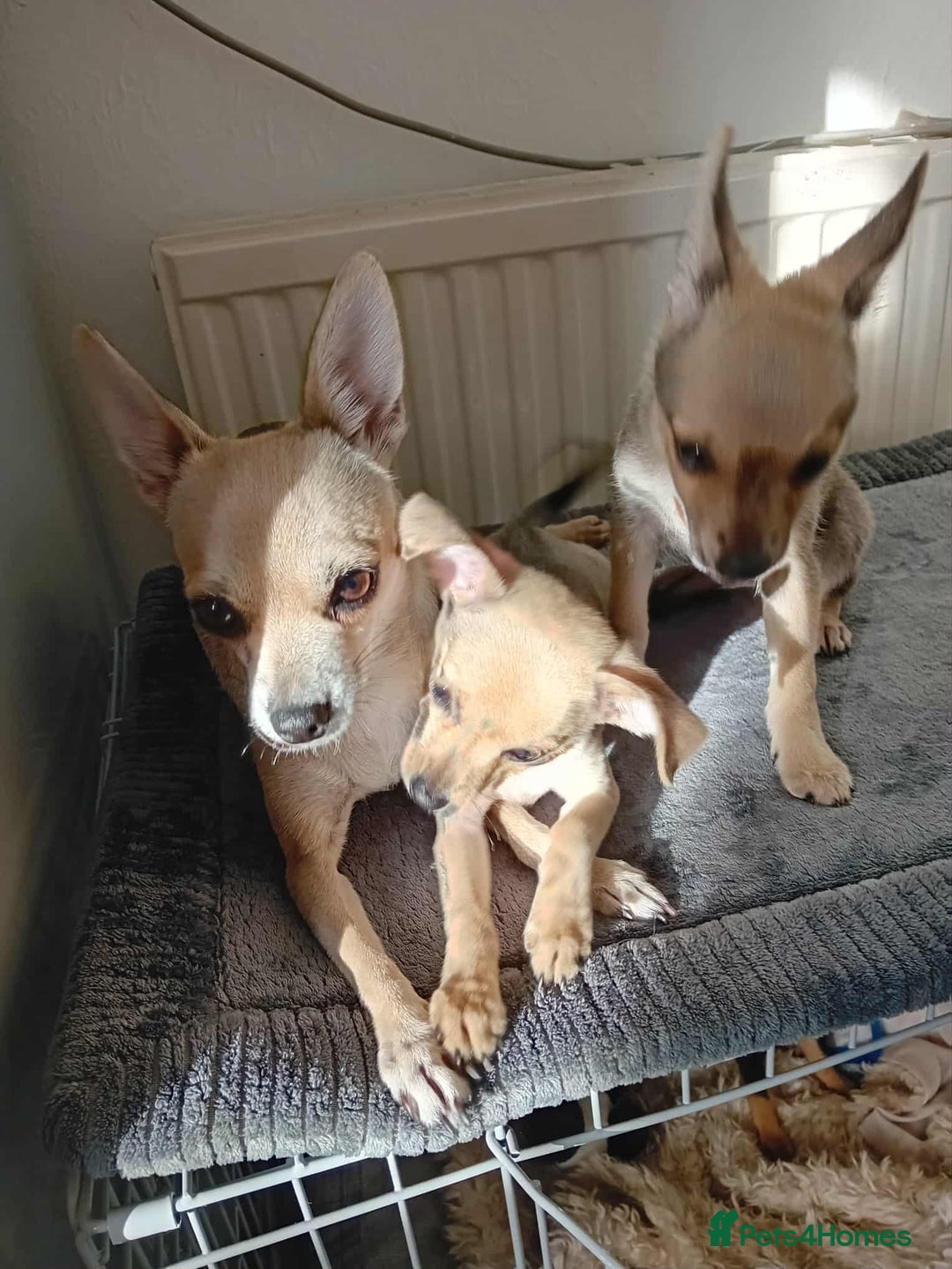 Miniature Pinscher dogs for sale: For sale - Image 6