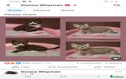 Mixed Breed cats for sale: 2x Vaccinated Kittens  - Image 6
